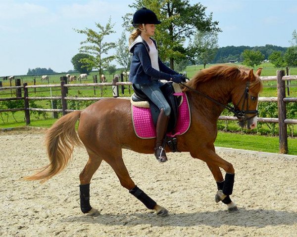 Pferd Kantje's Emy (New-Forest-Pony, 2009, von Poppings Macho)