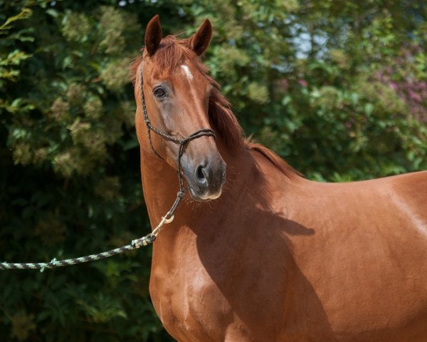 broodmare Fameline (Westphalian, 2004, from Fürst Piccolo)