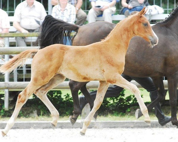 horse Polartraum (Trakehner, 2014, from Shavalou)