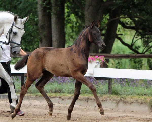 broodmare Fliederelfe (Trakehner, 2014, from Herakles TSF)