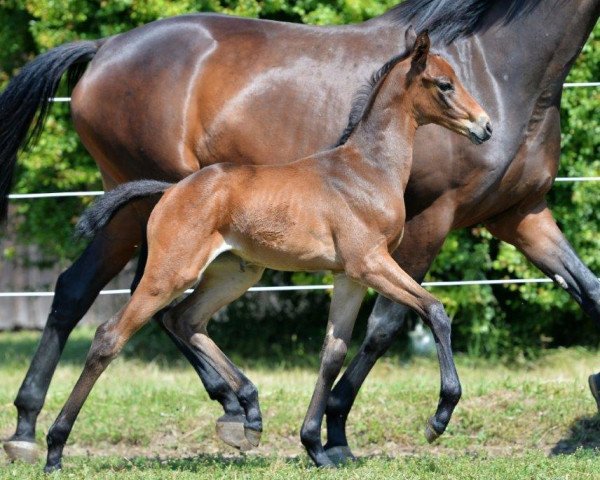 broodmare Philippa (Trakehner, 2014, from Syriano)