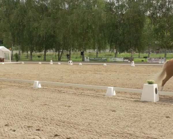 Dressurturnier Königsbach 2021