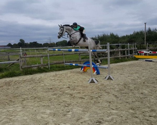 jumper Carlotta Z (Zangersheide riding horse, 2009, from Calvados)