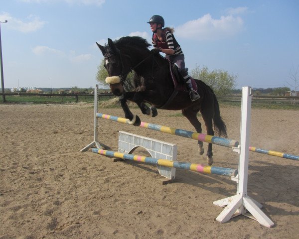 broodmare Loretta (German Sport Horse, 2003, from Landrebell)