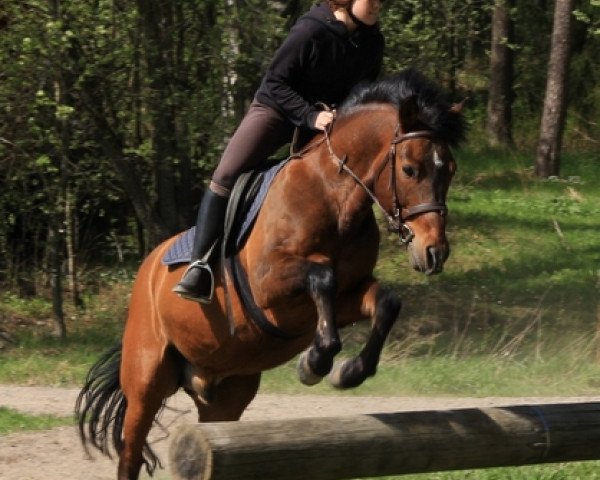 Pferd Silverlea Spiderman (New-Forest-Pony, 1992, von Silverlea Spotlight)