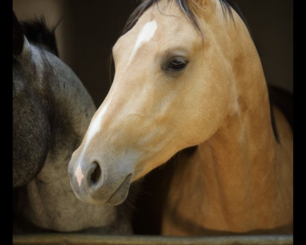horse Muppet McElvis (German Warmblood, 2012, from Magic Memphis)