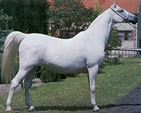 broodmare Etola 1982 ox (Arabian purebred, 1962, from Nabor 1950 ox)