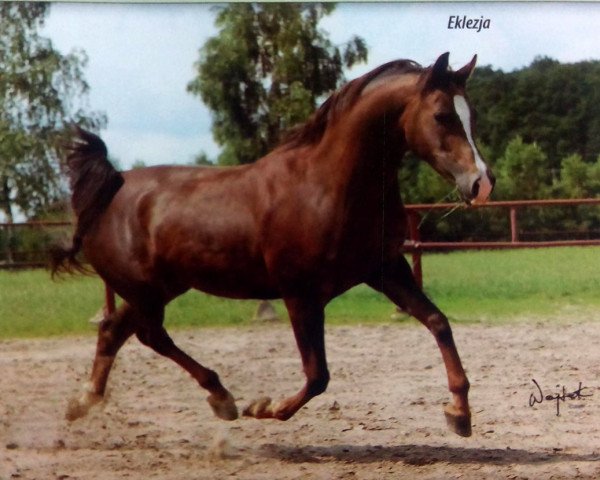 broodmare Eklezja 1996 ox (Arabian purebred, 1996, from Monogramm 1985 ox)