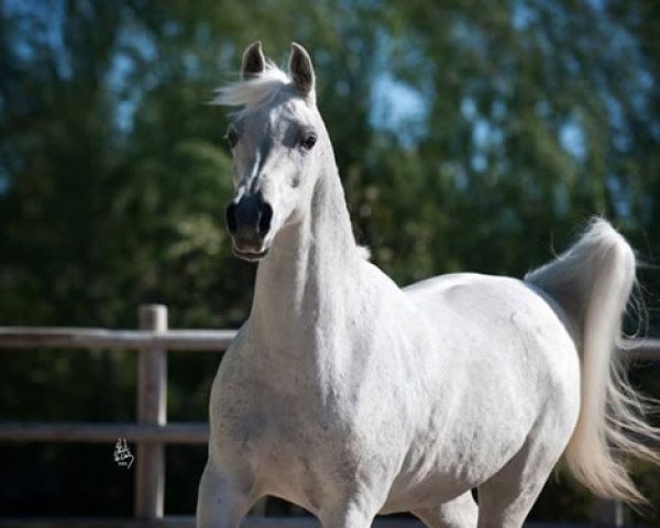 Zuchtstute Silken Sable 1997 ox (Vollblutaraber, 1997, von Genesis C 1989 oc)
