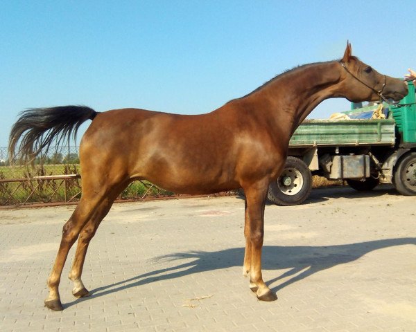 broodmare Ekspiracja 2008 ox (Arabian purebred, 2008, from WH Justice ox)