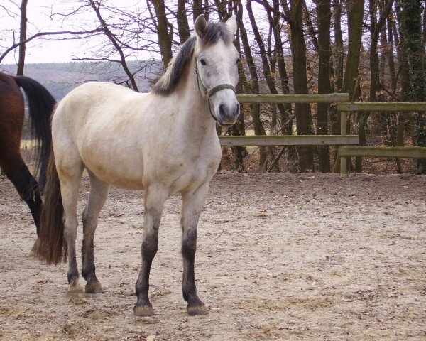 dressage horse Freddy (Andalusier, 2006, from Disidente)