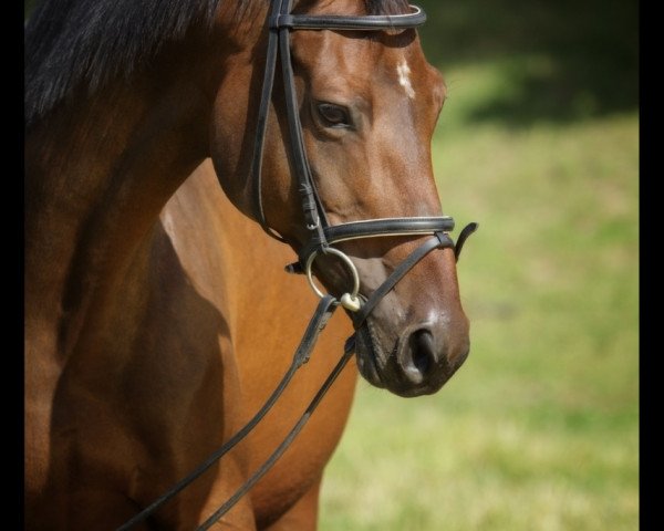 broodmare Mondfee (Trakehner, 2002, from Finley M)