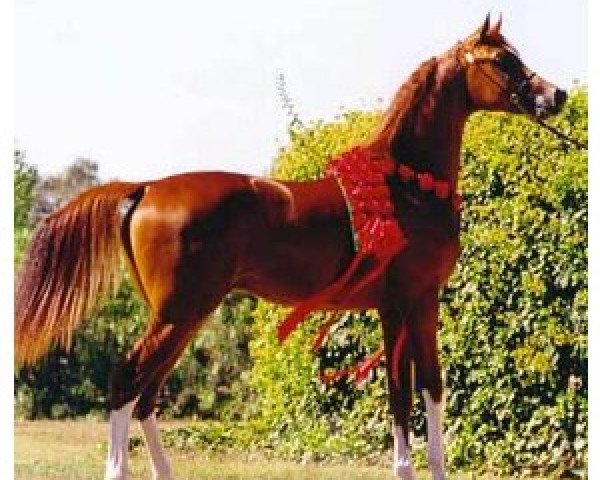 stallion Enzo 1999 ox (Arabian purebred, 1999, from Padrons Psyche 1988 ox) stallion Enzo 1999 ox (Arabian purebred, 1999, from Padrons Psyche 1988 ox)