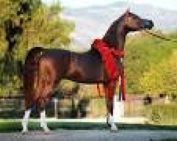 stallion Eden C 2005 ox (Arabian purebred, 2005, from Enzo 1999 ox)