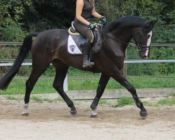 horse Wallach von Flatley (Westphalian, 2010, from Flatley 2)