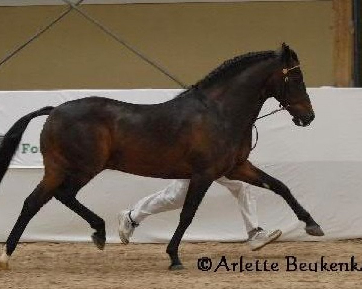stallion Poppings Macho (New Forest Pony, 2004, from Meonbury Peter Rabbit)