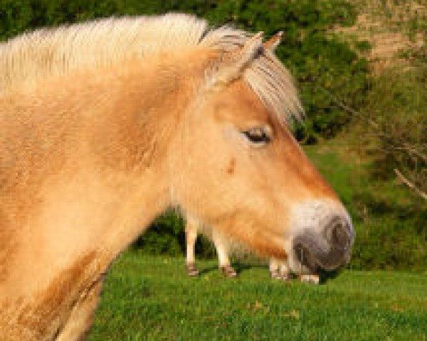 broodmare Flikka FJ (Fjord Horse, 2000, from Kolja Halsnæs)