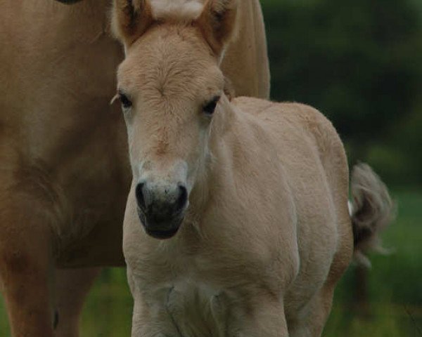 horse Rune (Fjord Horse, 2009, from Rei Romanow) horse Rune (Fjord Horse, 2009, from Rei Romanow)