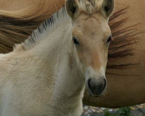 horse Fiona (Fjord Horse, 2010, from Dalbyn)