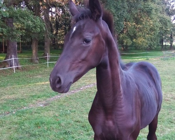 horse Satinka (Westphalian, 2014, from Surprice)