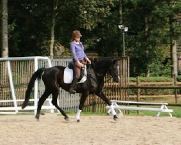 horse Rio (Hanoverian, 2005, from Revan)