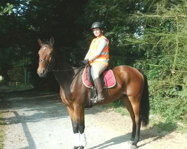 horse Graf Gutenberg (Mecklenburg, 2009, from Grabenstern I)