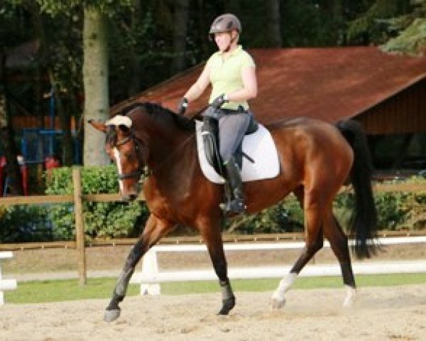 horse C'est la Vox (Hanoverian, 2007, from Count Grannus)