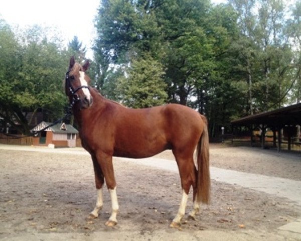horse Franz Fabio (German Riding Pony, 2011, from Farbenfroh C WE)