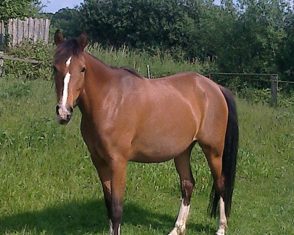 horse Nanina (German Riding Pony, 2002, from Now or never de Montmain)