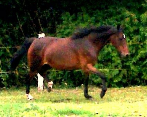 broodmare Dorina (German Riding Pony, 1995, from Durello)