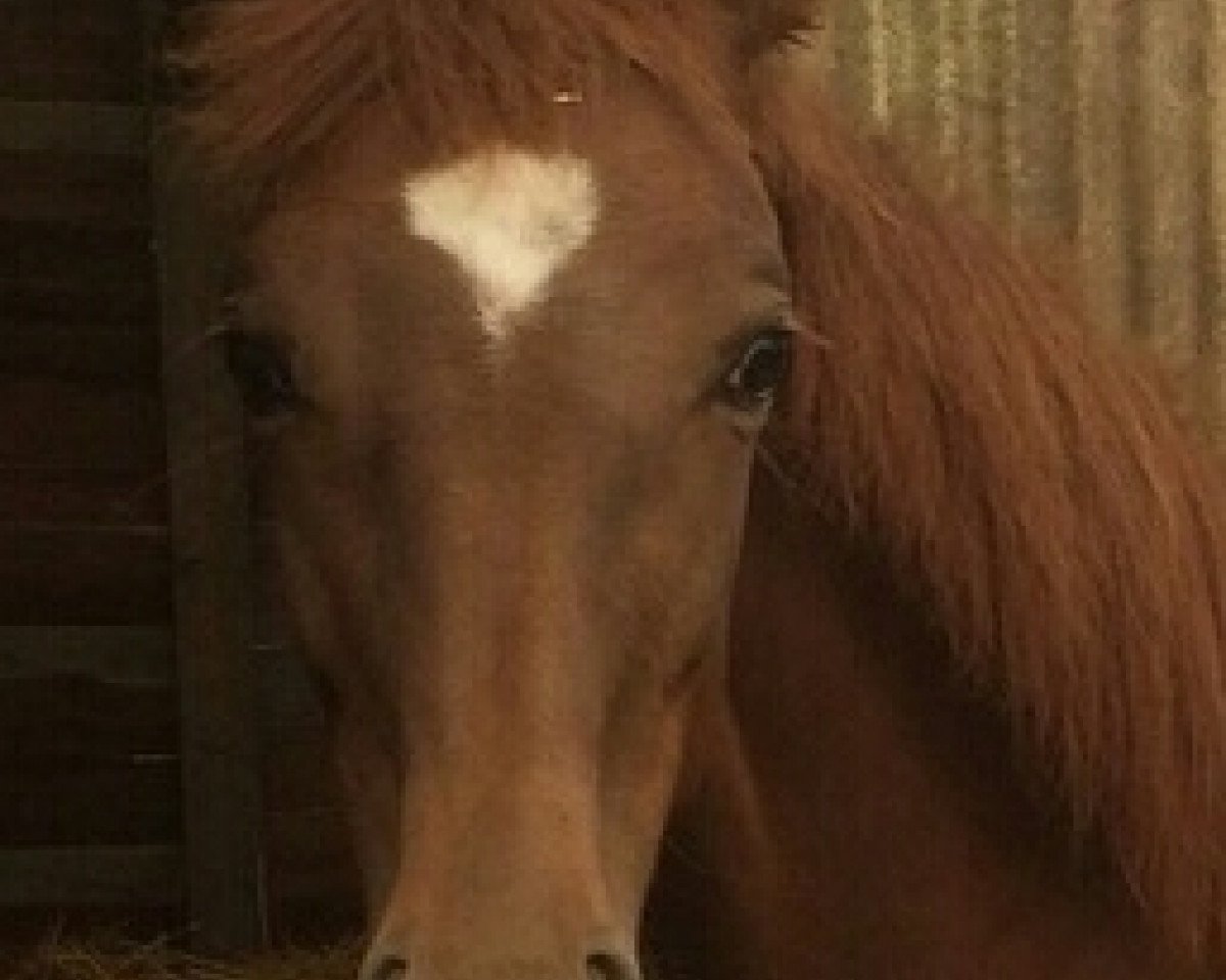horse Donna Arun TS (Westphalian, 2014, from Don Frederic 3)