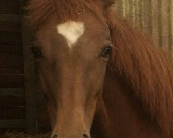 horse Donna Arun TS (Westphalian, 2014, from Don Frederic 3)