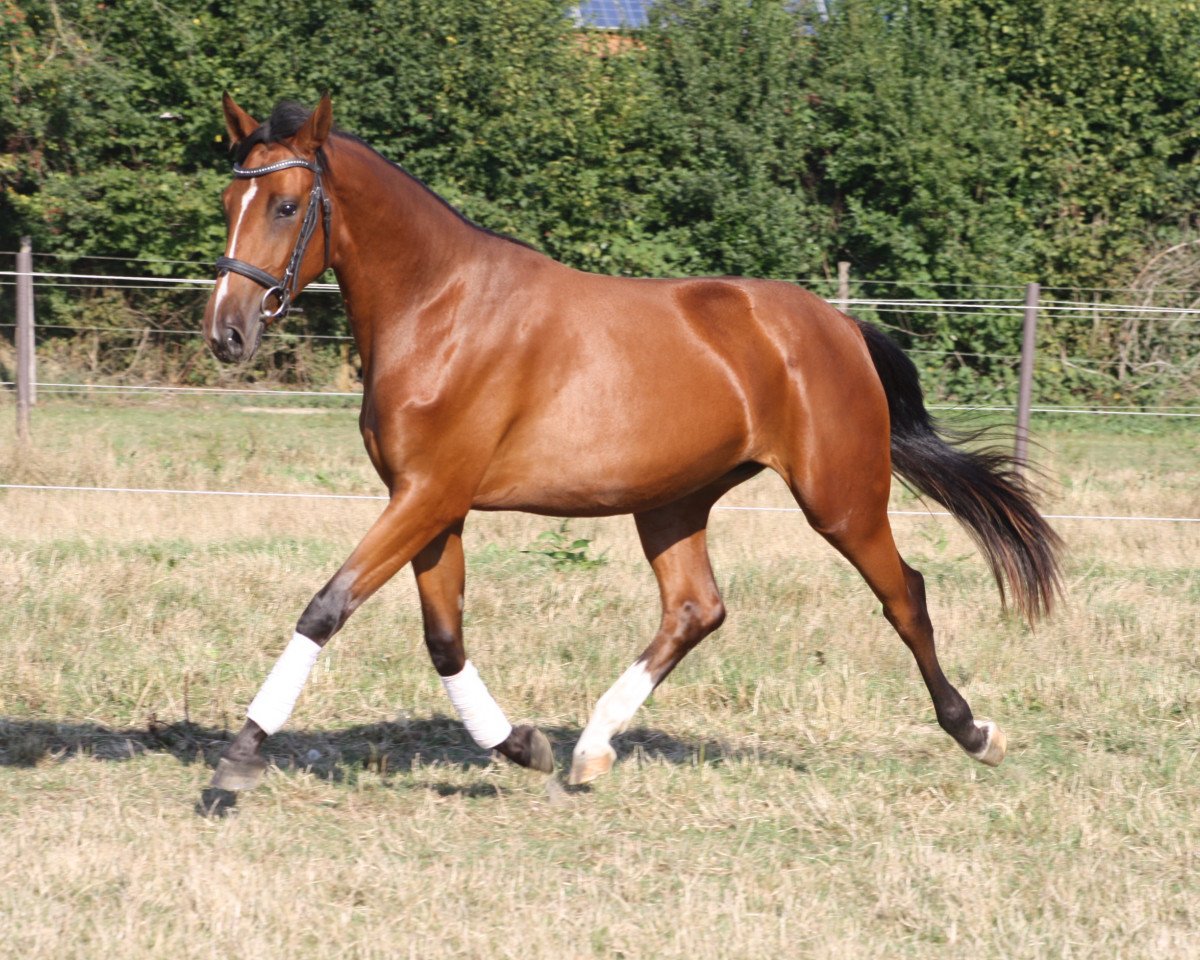 horse Pagena (Rhinelander, 2011, from Polyfahro K.R.J.)