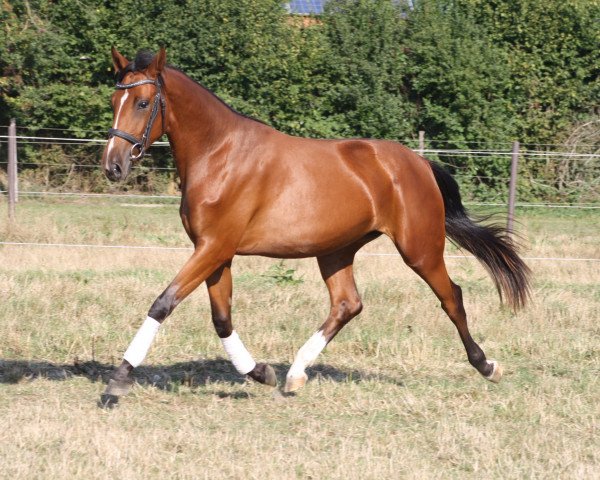 horse Pagena (Rhinelander, 2011, from Polyfahro K.R.J.)