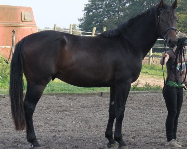 horse Salvador (Hanoverian, 2012, from Scolari)