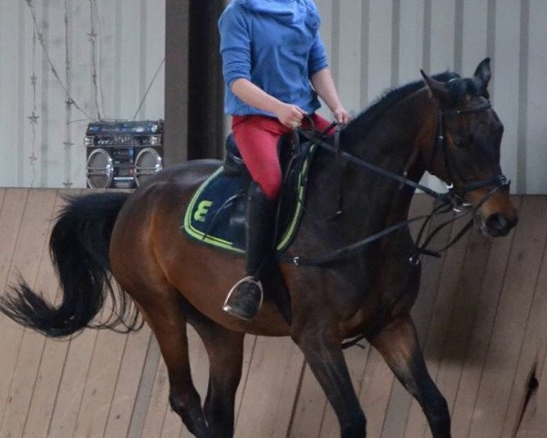 jumper Sultan (German Sport Horse, 2010, from Skyman)