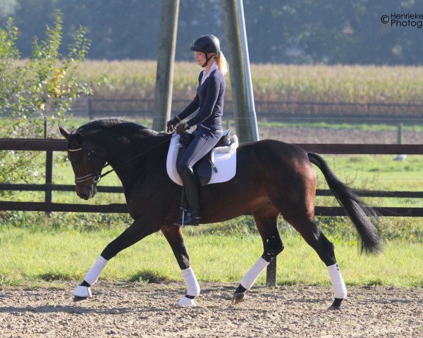 dressage horse Queen (Westphalian, 2010, from Quaterback)