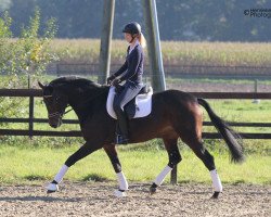 dressage horse Queen (Westphalian, 2010, from Quaterback)