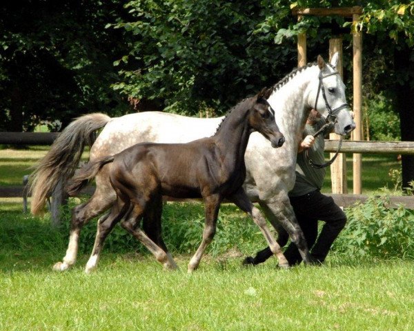 Pferd Othello (Trakehner, 2014, von Saint Cyr)