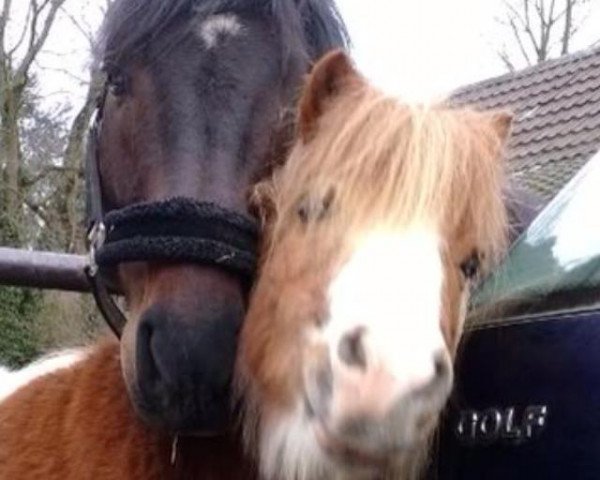 horse Carlos (Shetland Pony, 2003)