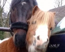 horse Carlos (Shetland Pony, 2003)