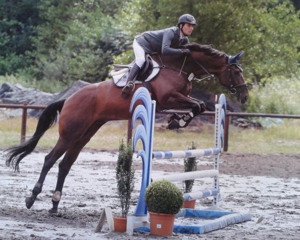 jumper Salladin (Hanoverian, 2008, from Stakkato)