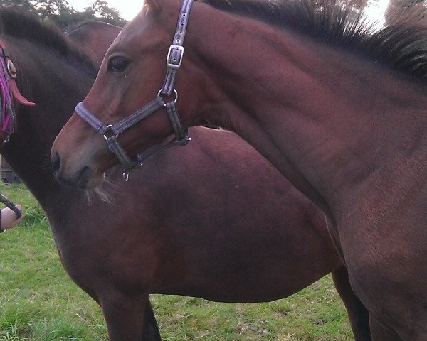 horse Couleur's Crazy Capri (Westphalian, 2014, from Couleur Rouge)