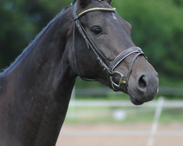 horse Charming Lady (Westphalian, 2005, from Charming 8)