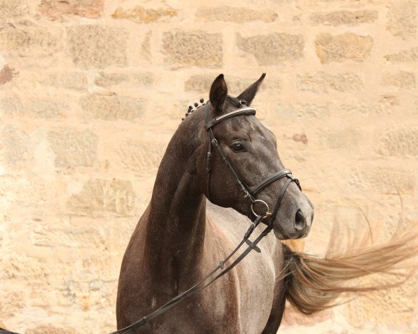 horse Graf Amadeus (Trakehner, 2011, from Tambour)