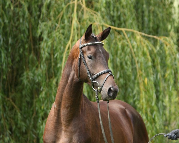 dressage horse Zauberwald 2 (Trakehner, 2012, from Tambour)