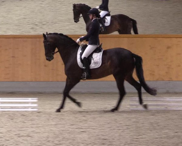 Reitturnier Münster-Amelsbüren 2021
