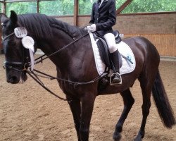 dressage horse Cevin 38 (unknown, 1996)