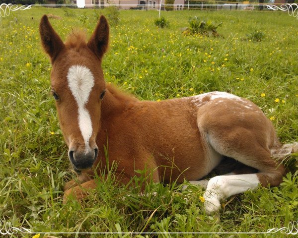 horse Sayuri (German Riding Pony, 2013, from Wynfa's Charles)