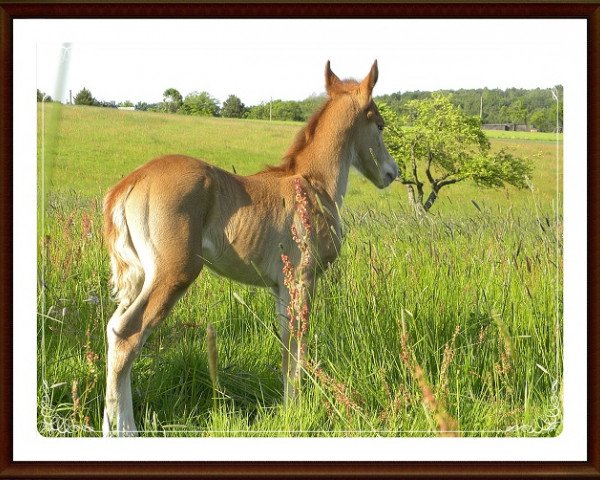 dressage horse Ted the Cat (German Riding Pony, 2012, from Wynfa's Charles)